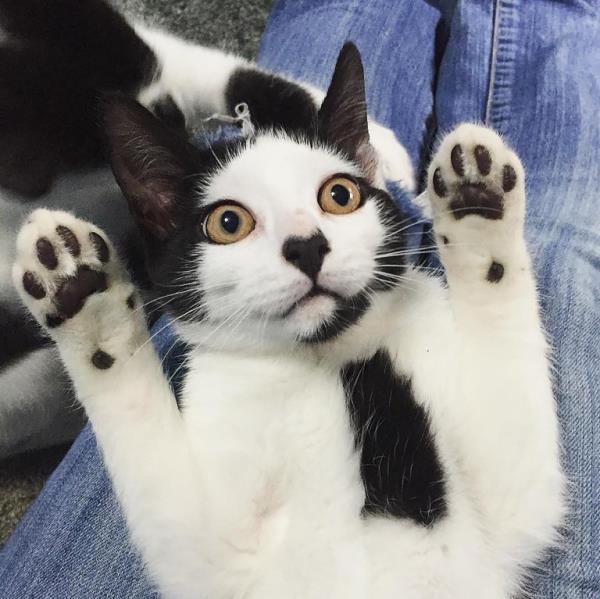 Tie on body. WHAT'S THAT ON YOUR CAT? People of Reddit have been sharing these illusions on their cat's fur. Splitpics UK does not hold, assert or claim any Copyright or License in the attached image. Fees paid to Splitpics UK are for services only. Such fee does not, nor is it intended to, co<em></em>nvey to the user any Copyright or License in the image. By publishing this image o<em></em>nline or in any publication, the user expressly agrees to exclude Splitpics UK against any claims, demands, or causes of action arising from, or co<em></em>nnected in any way, with the user's publication of the image.