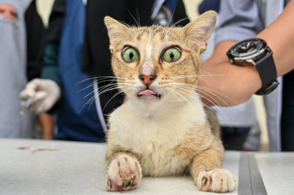 stray cat