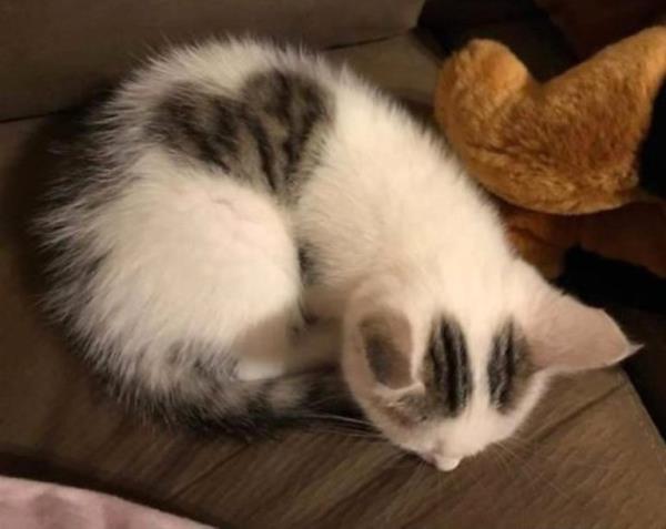 heart on cat