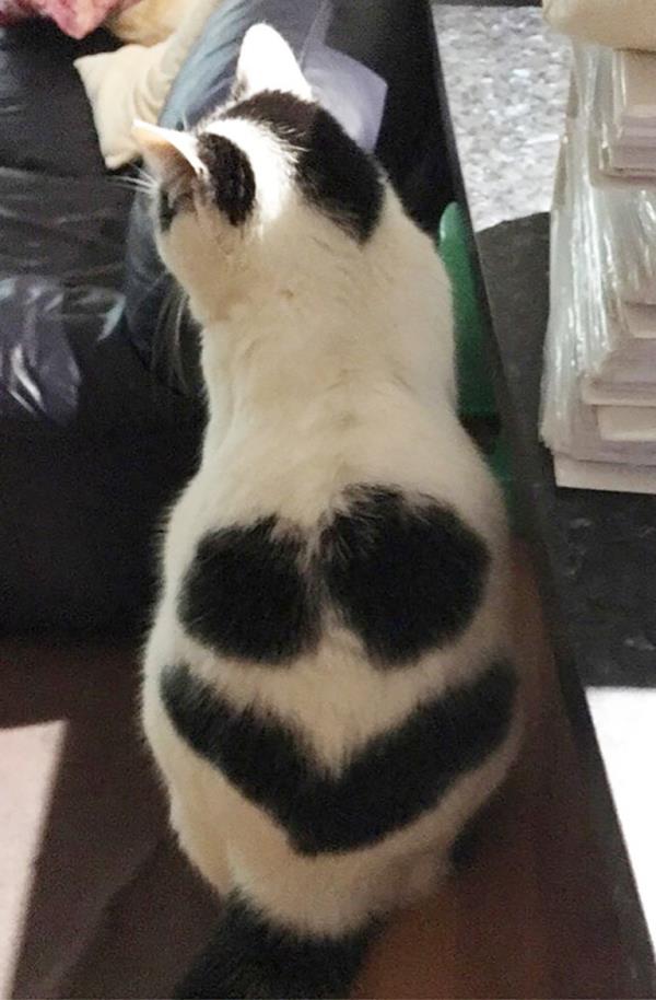 smiley face on cat