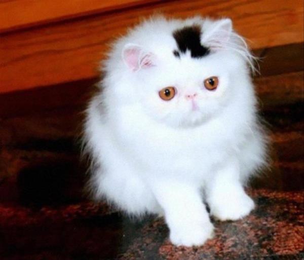 cat with top hat fur
