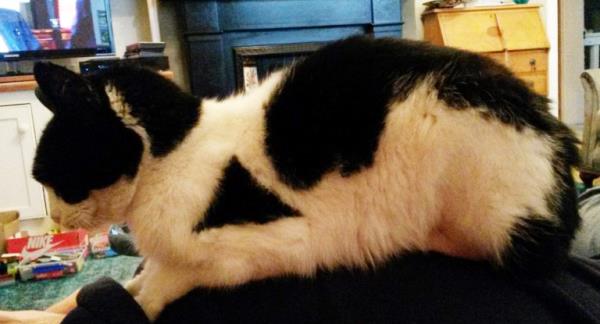 triangle on cat