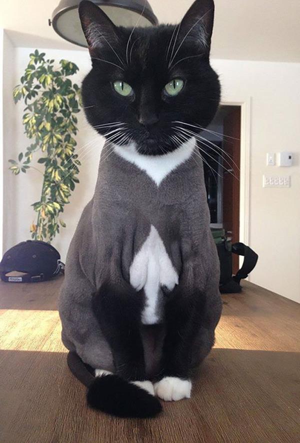 spade on cat