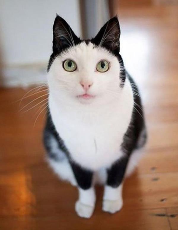cat with helmet