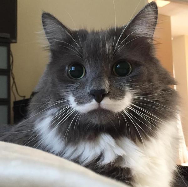 moustache on cat