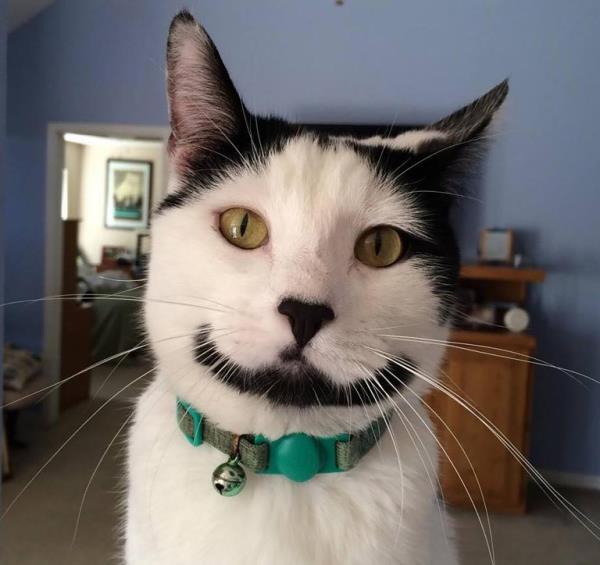 sword on cat