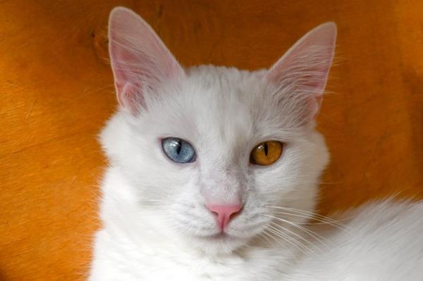 david bowie cat