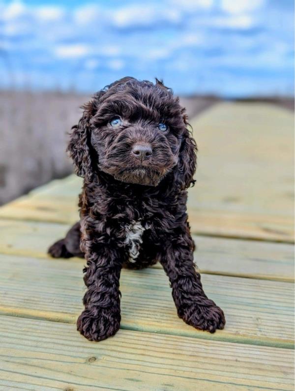 Poet, a Mini Australian Labradoodle with curly dark brown fur and blue eyes, sits on a wooden walkway