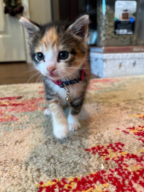Willow, short hair Calico