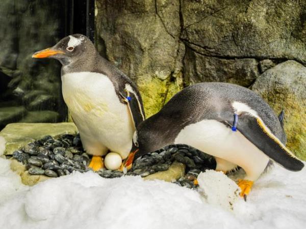 The penguins were inseparable even outside of breeding season, which is unusual for gentoo penguins. Supplied via NCA NewsWire