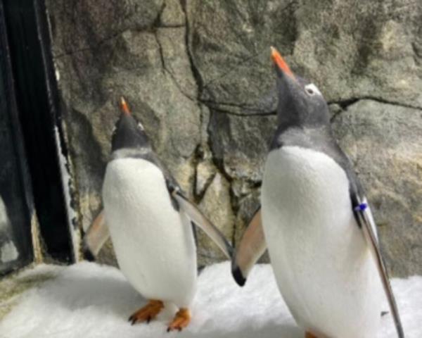 A penguin that went viral for being in a same sex relatio<em></em>nship at Sydney Aquarium has died. Picture: Supplied.