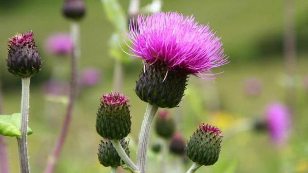 I pour 4 tablespoons and spray the thistle. Even my grandmother didn't know this method and pulled out the weeds on her knees