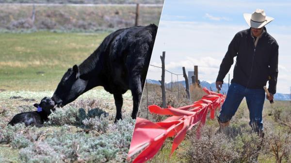 wolf fladry story thumbnail.jpg