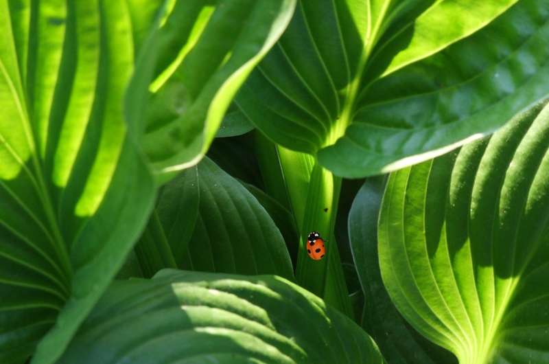 A file photograph showing Bangladeshi workers in line outside the Bangladeshi High Commission in Kuala Lumpur. — AFP pic