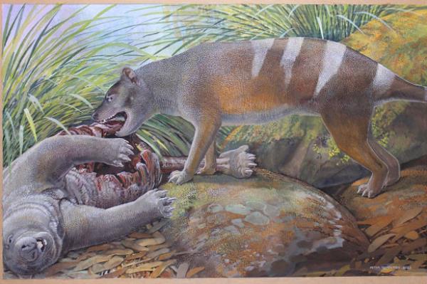 Artist’s reco<em></em>nstruction of Badjcinus timfaulkneri, a newly discovered relative of the Tasmanian tiger, scavenging on the carcass of a prehistoric wombat.
