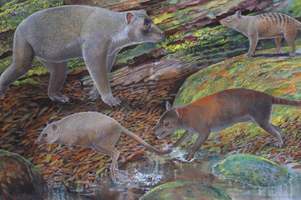Artist’s reco<em></em>nstruction of thylacine ancestors Nimbacinus peterbridgei (top right) and Ngamalacinus nigelmarveni (bottom right). Also included are the unrelated animals, an Ilariid Kuterintja ngama (top left) and a macropod Gumardee springae (bottom left).