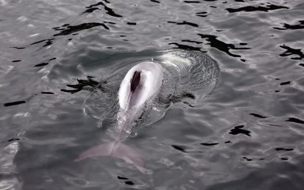 Marlborough Sounds - single use o<em></em>nly Hectors dolphin