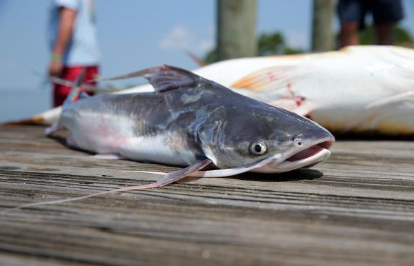 A Gafftopsail catfish is pictured before being weighed in at the 82nd Alabama Deep Sea Fishing Rodeo. (Mike Brantley/AL.com)