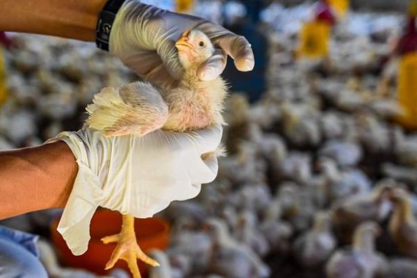Thousands of birds have been killed worldwide this year (stock)