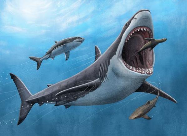 An artist depiction of a megalodon