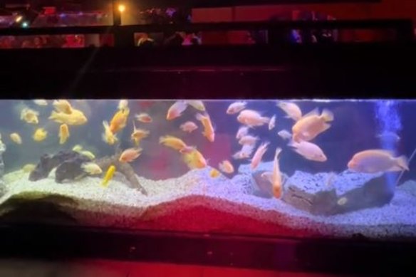 Party’s over: A still from the viral TikTok showing the fish when they were still in the nightclub.